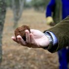 Finca trufera en la provincia de Soria. / HDS