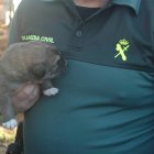 Uno de los cachorros de mastín en un contenedor de basura