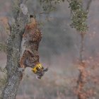 Lince ibérico liberado en el Cerrato Palentino