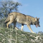 Ejemplar de lobo ibérico.