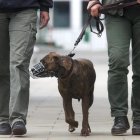 Imagen de un pitbull paseando con bozal, en una imagen de archivo.