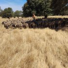Los hermanos Pérez están hasta el viernes en Trujillo (Cáceres) con su rebaño de 1.600 ovejas