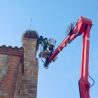 Intervención para rescatar en Entrala (Zamora) una cigüeña atrapada en su nido