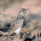 Un ejemplar de Alondra Ricotí o alondra Dupont, ave autóctona de las estepas ibéricas en peligro de extinción. Horizontal