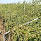 Viñedo afectado por la tormenta de granizo el pasado 4 de julio en la Denominación de Origen Rueda.