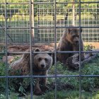 Los osos Luna y Ponderoso en una imagen de archivo