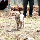 Vouga, el lince liberado el 29 de abril de 2025