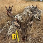 El ciervo macho decapitado en Soria