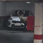 Un ciervo llega hasta el centro de Zamora y se mete en un aparcamiento del Casco Antiguo