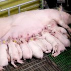 Una de las cerdas madres amamantando a sus crías en la granja de Atauta.