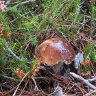 Ejemplar de boletus edulis en los montes de Soria.