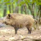 Jabalí en su medio natural.