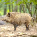 Jabalí en su medio natural.