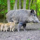 Una hembra de jabalí amamanta a sus cuatro rayones en el medio natural.