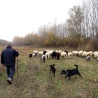 Imagen de archivo de un pastor con su rebaño de ovejas y cabras en una zona de monte de León.