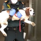 Detención de un criador de perros huido de la justicia en Burgos