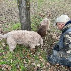 Cosecha de trufa negra ecológica de un vivero provincial de Castilla y León.
