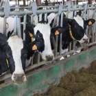Granja de vacuno de leche en la provincia de Palencia en una imagen de archivo