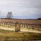 La superficie asegurada de uva de vino hasta el momento en Castilla y León es de más de 34.300 hectáreas.
