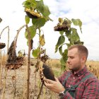 Un joven agricultor examina un cultivo de girasol