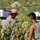 Jornaleros recogen uva en una campaña de vendimia en un majuelo de la Ribera del Duero.