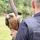Ejemplar de Águila Calzada en el Jardín de la Viña.