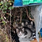 Cuidados de las colonias de gatos por la Asociación Felinos de Pinares.