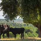 Dos nuevos terneros de vaca sayaguesa en la Reserva Biológica Campanarios de Azaba (Salamanca). - ICAL