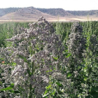 Un campo de quinoa en la provincia palentina durante los últimos coletazos de la campaña.  ITAGRA
