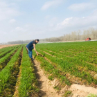 Laura Lapeña Checa en su finca de zanahorias. / HDS