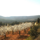 La floración de los cerezos en el Valle de las Caderechas es un espectáculo visual que cada año atrae a un sinfín de visitantes y artistas que no dudan en inmortalizar el paisaje. / G. G.