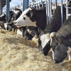 Vacas en una de las explotaciones que, desde la provincia de Ávila, ha participado en el proyecto. - COBADÚ