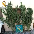 La Guardia Civil detiene a una persona por presuntos delitos relacionados con furtivismo y cultivo de cannabis en una localidad del Valle del Tiétar, Ávila. - ICAL