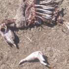 Cadáver de una de las ovejas atacadas.- E. M.