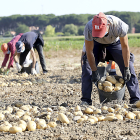 Jornaleros recogen patatas en una explotación de Villamarciel (Valladolid) en una campaña anterior. ICAL