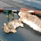 Dos conejos capturados durante una jornada venatoria.- LEONARDO DE LA FUENTE