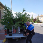 Plantas de cannabis incautadas por la Policía Local de Ávila. - AYUNTAMIENTO DE ÁVILA