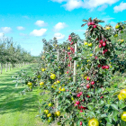 Manzanas de diferentes variedades en una explotación agrícola, unas en espaldera y otras en hilera al modo de cultivo tradicional. PQS / CCO