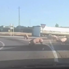 Vuelco de un camión cargado de cerdos en La Bañeza. -SOCIALDRIVE