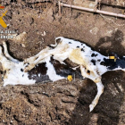 Investigado un ganadero de Casavieja (Ávila), después de aparecer en su explotación 22 vacas muertas