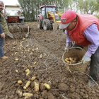 Cosecha de Patatas en Palencia El agricultor Luis Ángel Varón en su finca de patatas cercana a Ventosa de Pisuerga (Palencia)
