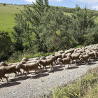 Pastores trashumantes llegan con el ganado a la localidad de Oncala en la provincia de Soria. E.M