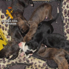Cachorros de galgos recién nacidos abandonados en Toro (Zamora).- GUARDIA CIVIL DE ZAMORA.