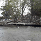 Caída de un árbol en el Parque de los Jardinillos de Palencia por las fuertes rachas de viento - ICAL