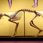Exposición ‘Tenerse en pie. La postura erguida en la evolución humana’, en el Museo de la Evolución Humana. -ICAL