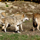 Manada de lobos en la montaña en una imagen de archivo.-PQS / CCO