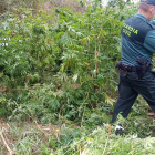 Plantación de marihuana descubierta por la Guardia Civil en un paraje de La Bureba, en la provincia de Burgos. - GUARDIA CIVIL DE BURGOS.