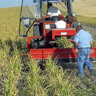 Tres agricultores cosechan ajos, uno de los productos que más incrementó su precio entre origen y destino. / E. M.