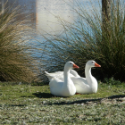 Nuevo foco de gripe aviar en  Laguna el Bohodón, Ávila. -E.M