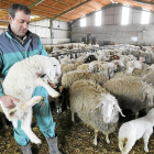 Un ganadero ovino entre sus ovejas. - E.M.